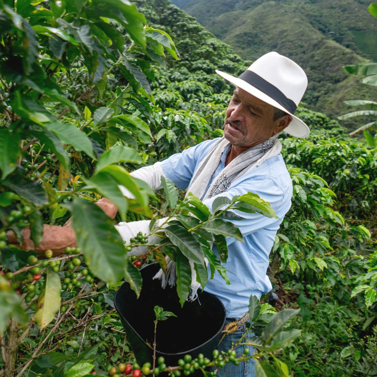 Single Origin Coffees
