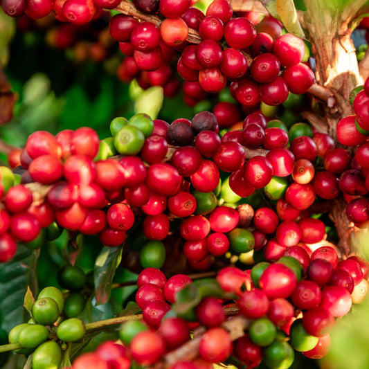 Cafe Ciro, a unique blend of premium two Arabica beans from Brazil, El Salvador, and India. Carefully roasted to draw out the full-bodied flavour of chocolate and caramel, this coffee is perfectly tempered with a controlled sweetness and acidity.