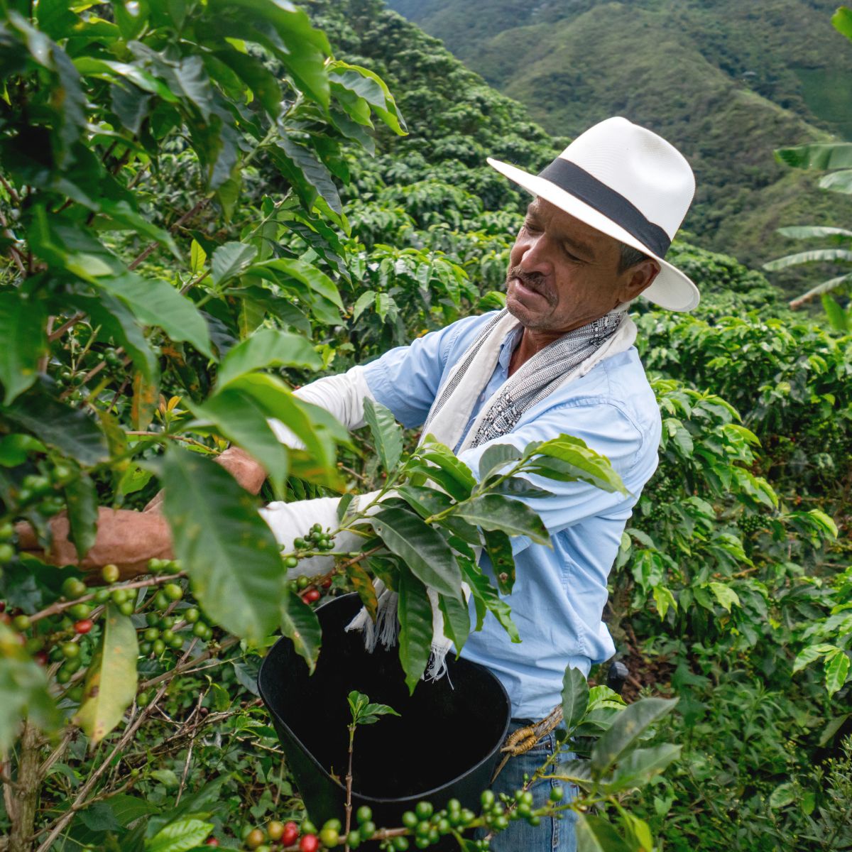 Typica and Bourbon varieties from the world-renowned Medellin region possesses a unique harmony of nutty and chocolatey flavours. Carefully washed for clarity and brightness, this coffee is the perfect accompaniment to your day. Colombia has been crafting quality coffee since 1790, so with each cup, you can savour its signature taste.