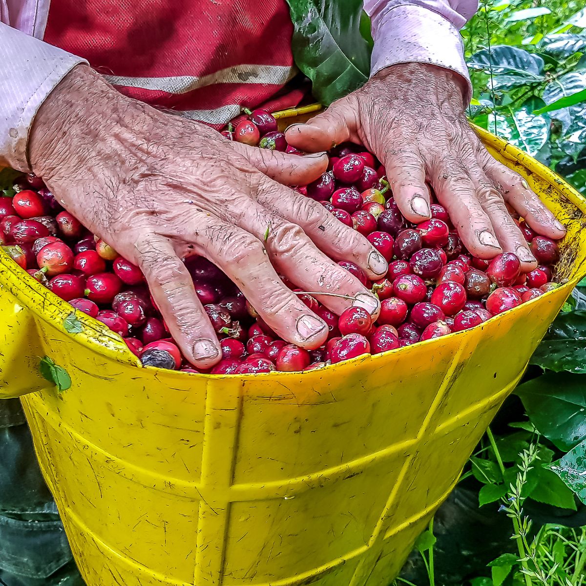 Buon Giorno Colombia – Premium Colombian Coffee Blend | Milk Chocolate & Nutty Notes | Café Ciro