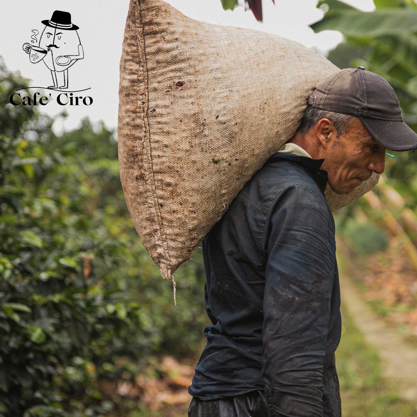 Our latest addition to the coffee family is the Cafe'Ciro N2 Monsoon Malabar Made In India. This special coffee from India undergoes a unique treatment that replicates the original journeys of the beans back to Britain.