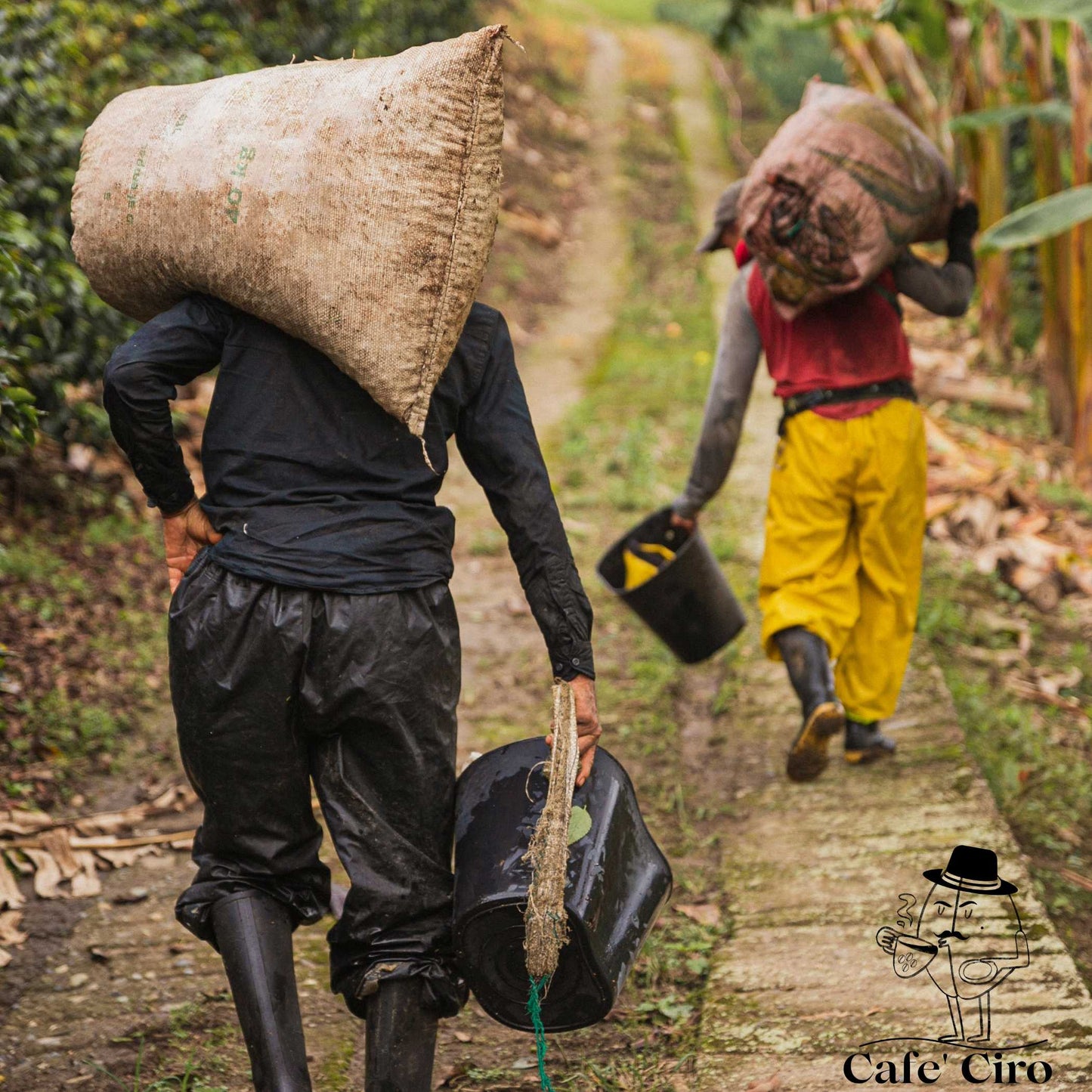 Our latest addition to the coffee family is the Cafe'Ciro N2 Monsoon Malabar Made In India. This special coffee from India undergoes a unique treatment that replicates the original journeys of the beans back to Britain.