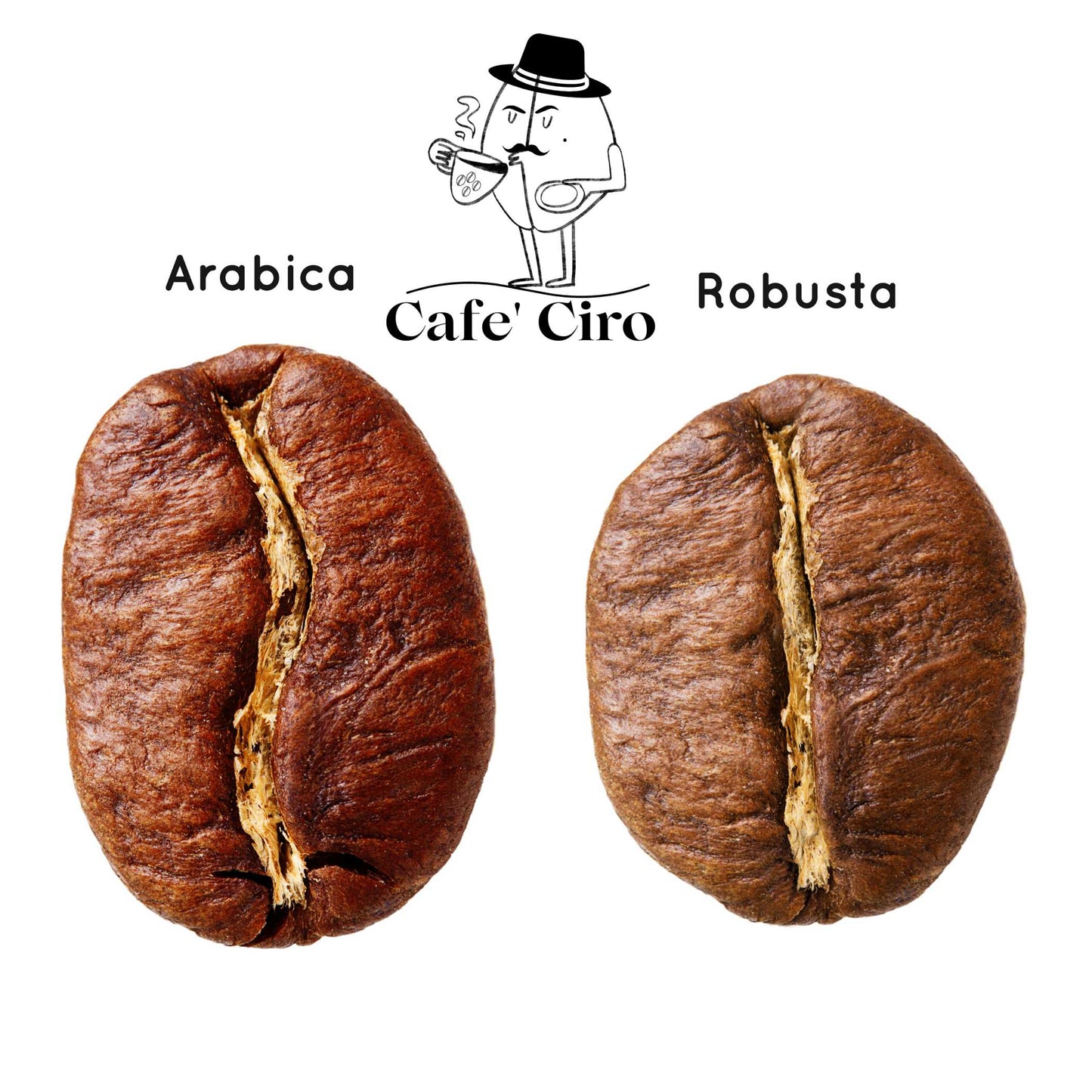 Our latest addition to the coffee family is the Cafe'Ciro N2 Monsoon Malabar Made In India. This special coffee from India undergoes a unique treatment that replicates the original journeys of the beans back to Britain.