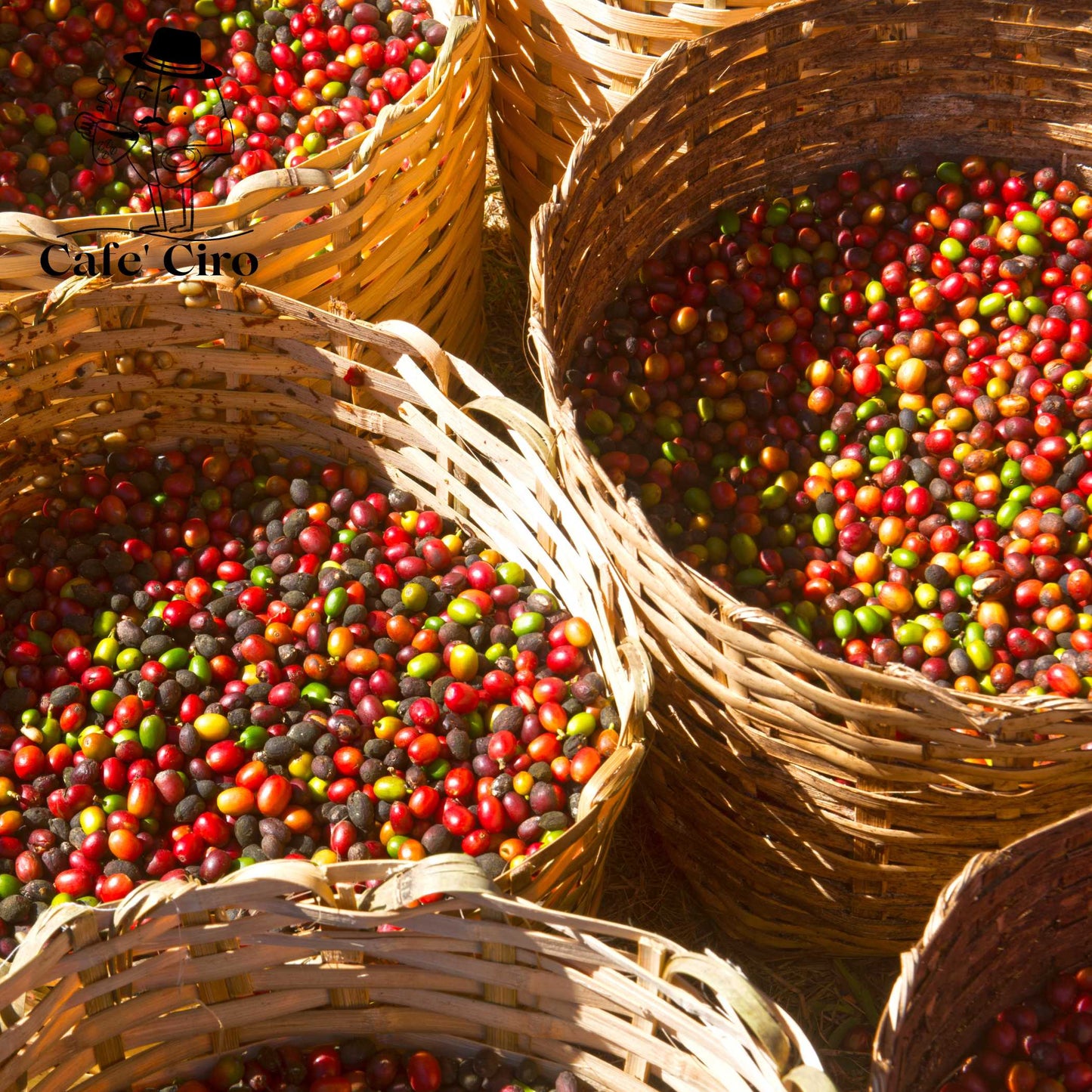 Our latest addition to the coffee family is the Cafe'Ciro N2 Monsoon Malabar Made In India. This special coffee from India undergoes a unique treatment that replicates the original journeys of the beans back to Britain.