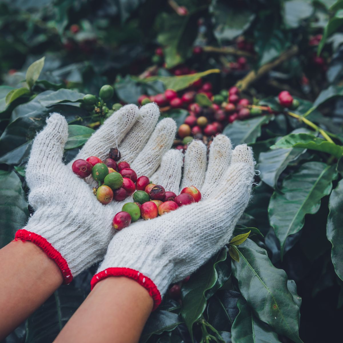 Cafe Ciro, a unique blend of premium two Arabica beans from Brazil, El Salvador, and India. Carefully roasted to draw out the full-bodied flavour of chocolate and caramel, this coffee is perfectly tempered with a controlled sweetness and acidity. 