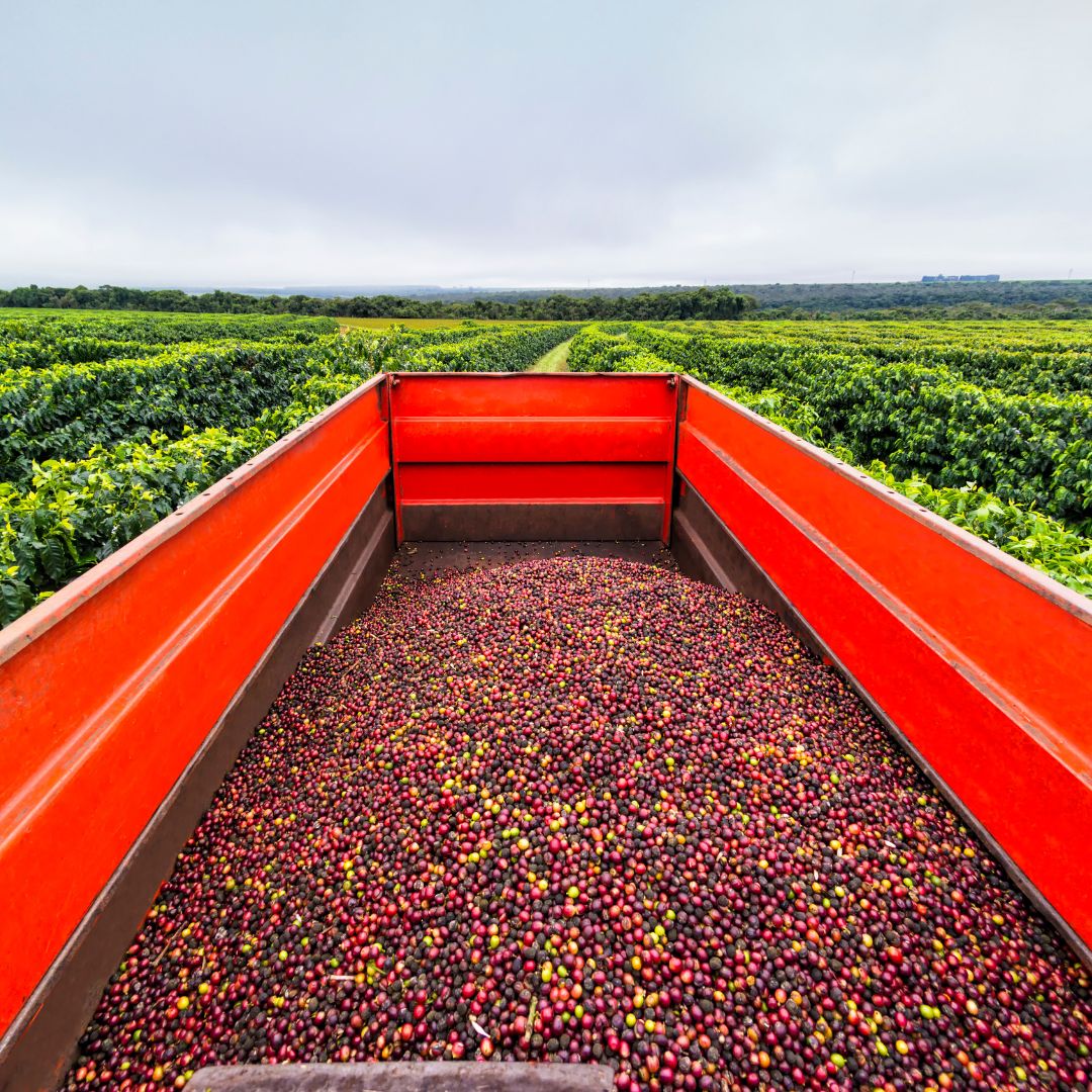 Brazil  Decaf Coffee Chocolate Subscription Box