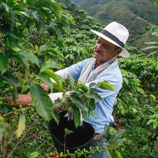Typica and Bourbon varieties from the world-renowned Medellin region possesses a unique harmony of nutty and chocolatey flavours. Carefully washed for clarity and brightness, this coffee is the perfect accompaniment to your day. Colombia has been crafting quality coffee since 1790, so with each cup, you can savour its signature taste.