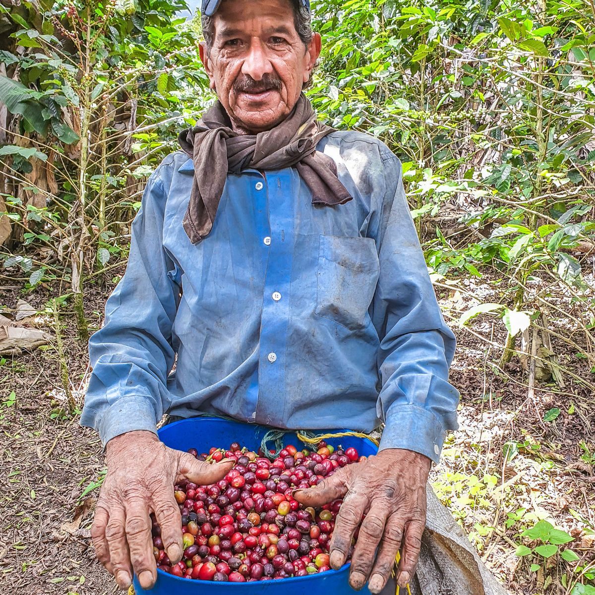 If you're a fan of coffee with a bold flavor, you'll love our Cafe Ciro N10 Blend. It's roasted a bit darker than our regular blend, which gives it a stronger taste and a richer body. Despite the darker roast, the coffee doesn't have a burnt flavor. Try it out and discover a new way to enjoy your coffee.