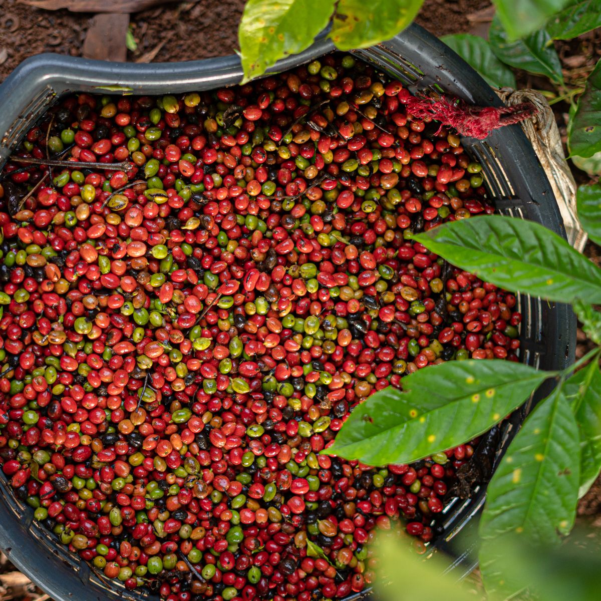 Cafe'Ciro N10-Brazil - El Salvador - India,If you're a fan of coffee with a bold flavour, you'll love our Cafe Ciro N10 Blend. It's roasted a bit darker than our regular blend, which gives it a stronger taste and a richer body. Despite the darker roast, the coffee doesn't have a burnt flavour. Try it out and discover a new way to enjoy your coffee.  Body 5 / 5  Sweetness 3/ 5   Acidity 2 / 5